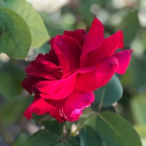 Meet your Posher, Tomekia